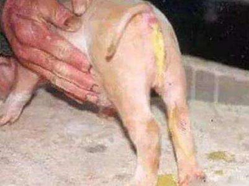 个人经验：仔猪黄白痢应该如何治疗，手把手教你