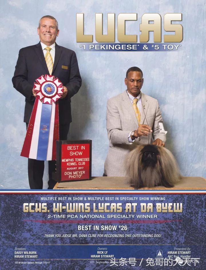 akc最受欢迎犬种排名,akc将犬种分为七个组别分别是