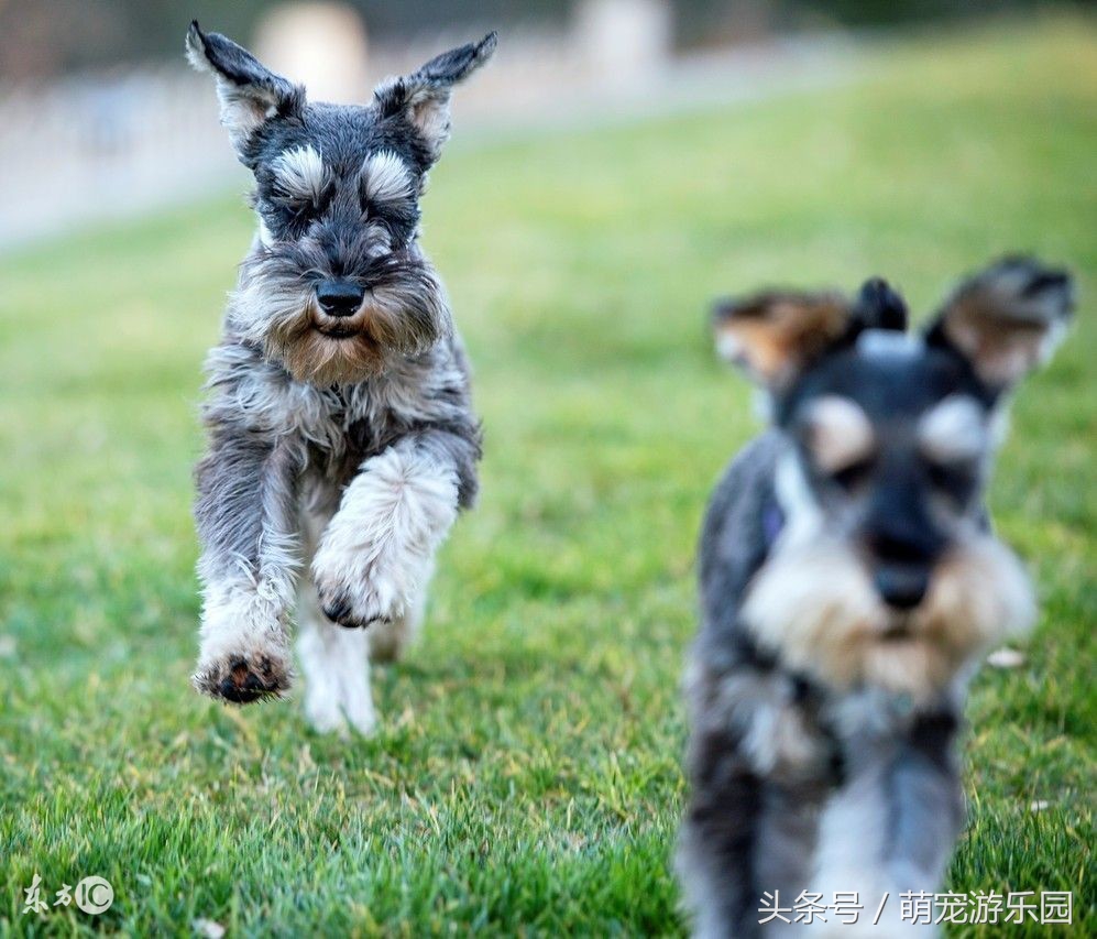 雪纳瑞呕吐后如何喂养,雪纳瑞呕吐怎么回事