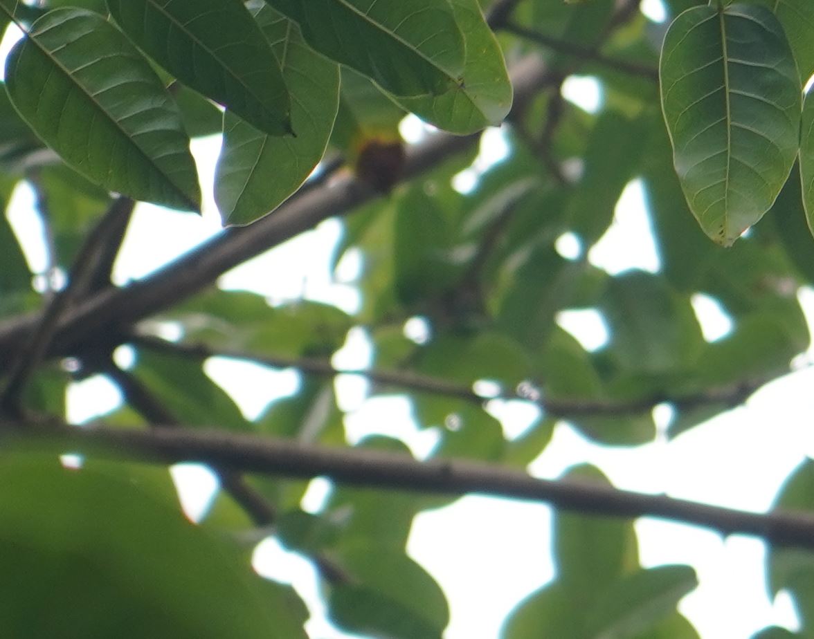 索尼fe24105,索尼fe24mmf1.4gm镜头评测