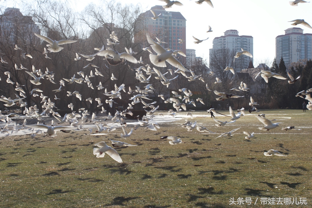 奥森附近小动物乐园,奥森公园世外桃源