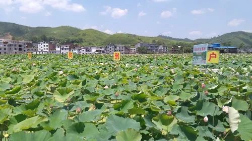 江西农民户口有什么政策,江西户籍留在江西工作有补贴吗