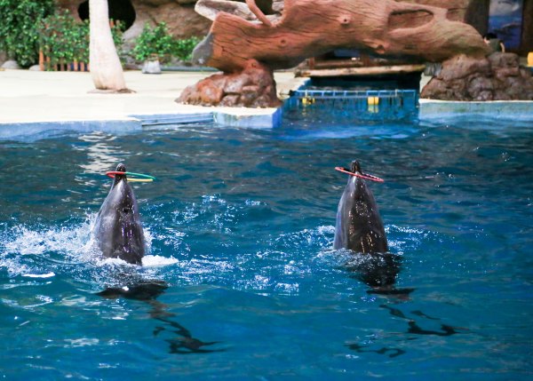 杭州极地海洋公园占地面积,杭州极地海洋公园什么时候建成