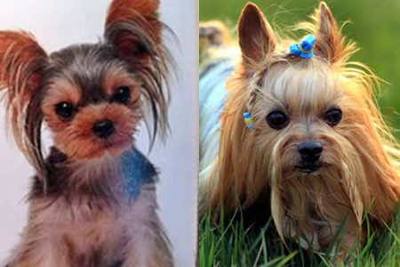 约克夏和马尔济斯哪个好养,养一只约克夏一个月多少钱