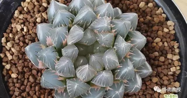 韩国大棚多肉视频,韩国原装进口多肉大棚