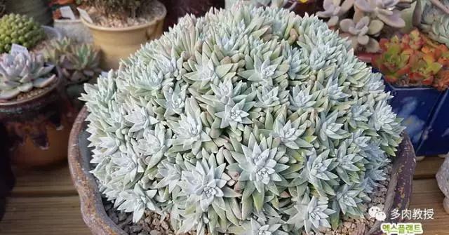 韩国大棚多肉视频,韩国原装进口多肉大棚