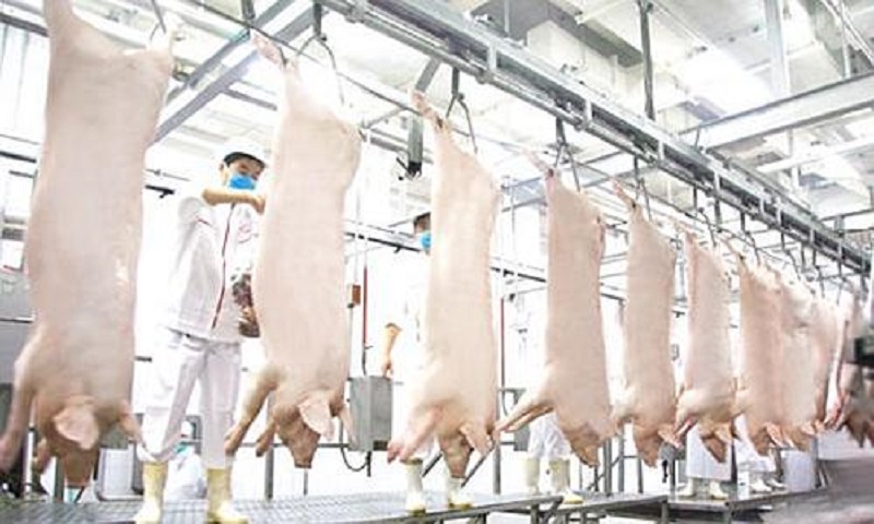 猪的屠宰与安全标准,猪屠宰过程检疫