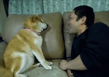 生活妙招：怎样去除狗狗身上的虱子？