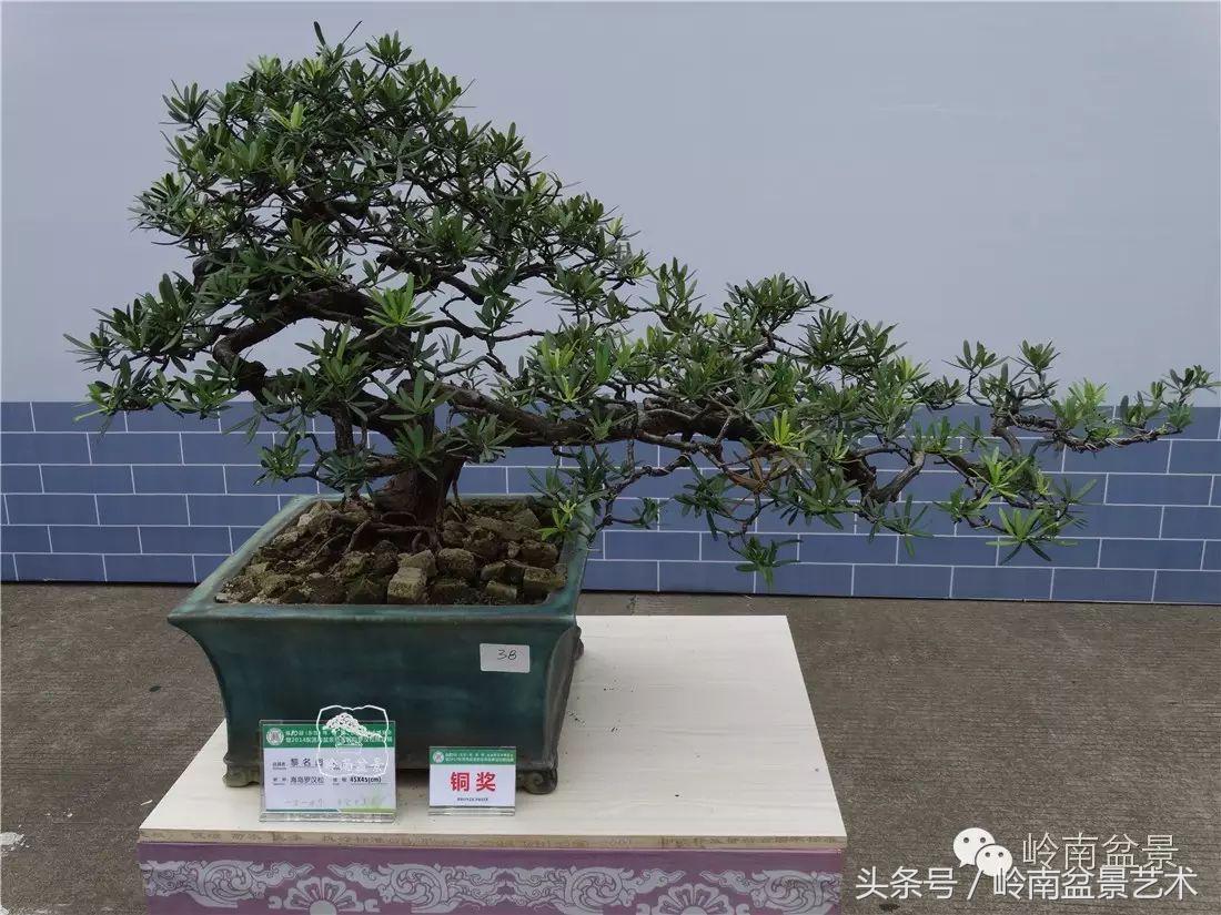 招财好运盆景,罗汉松开运招财