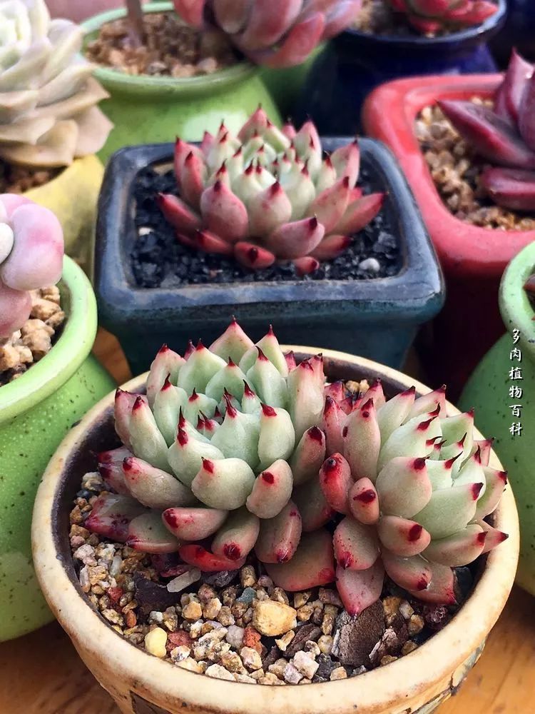 视觉盛宴美不胜收美图,视觉盛宴每个画面都美极了