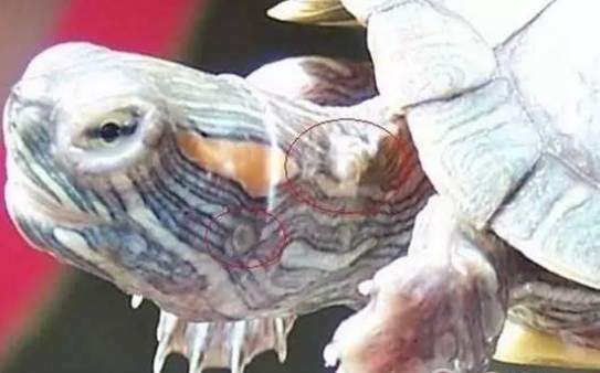 乌龟生病了怎么办?最全面的疾病治疗方法快快看看救小龟一命!