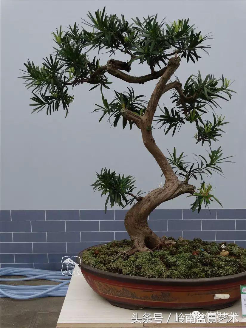 招财好运盆景,罗汉松开运招财