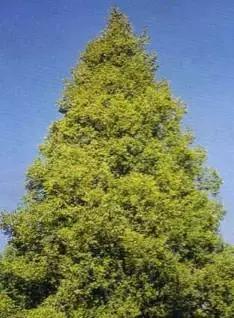 反反复复的过敏我该如何是好啊,又是一年春来到花粉过敏