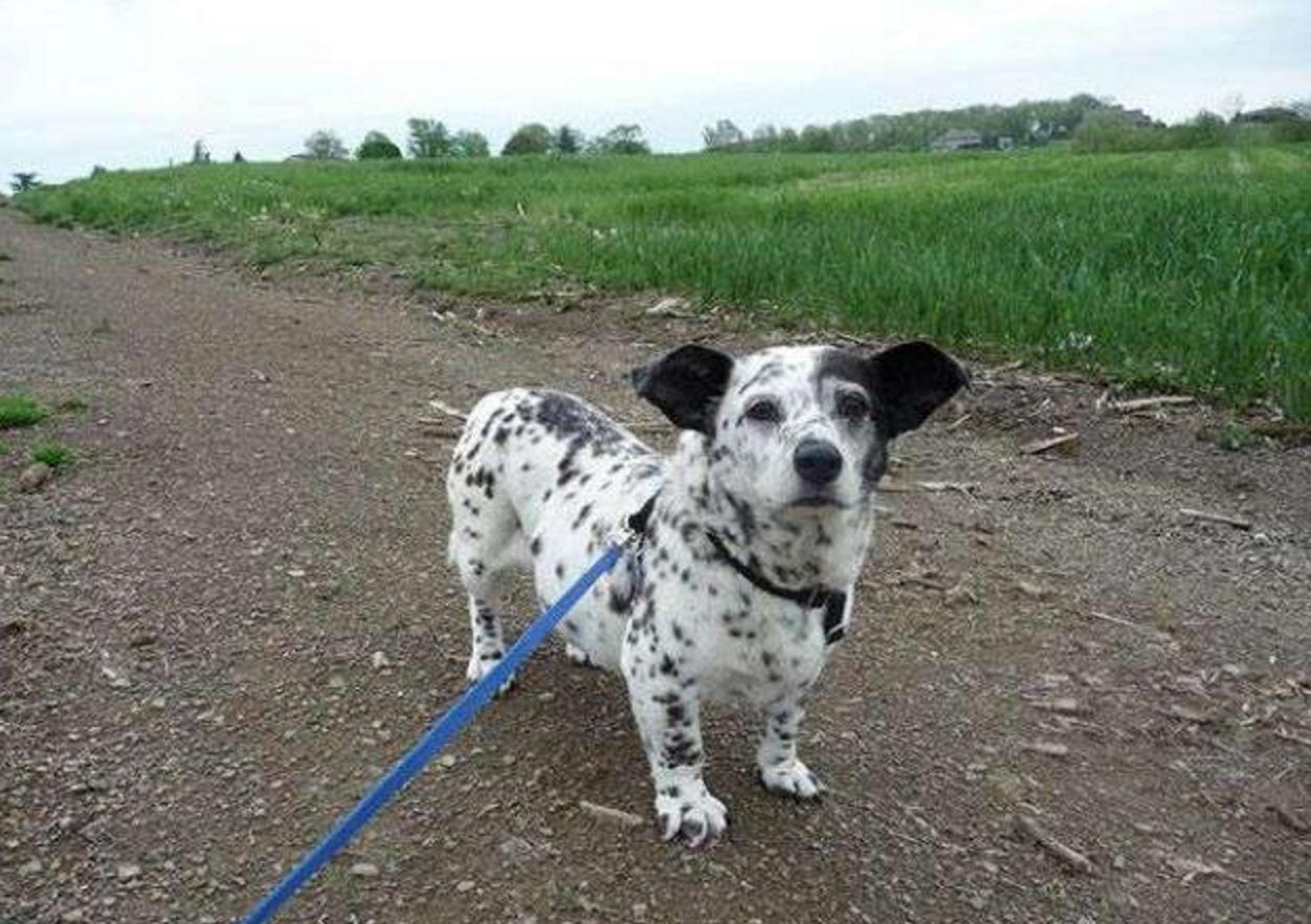 这几只混血狗狗哪只惊艳了你,超级好养的稀有宠物狗