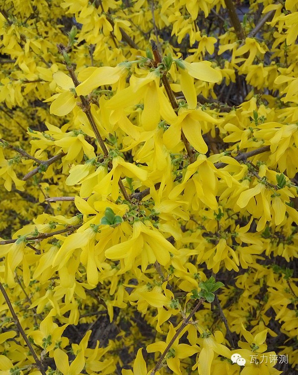 vivoxplay5测评视频,vivoxplay5深度评价