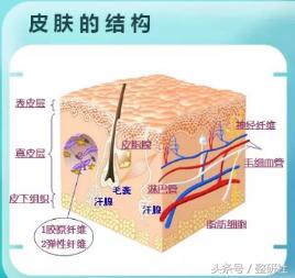 灿烂轻*女熟**养成计——修复细纹