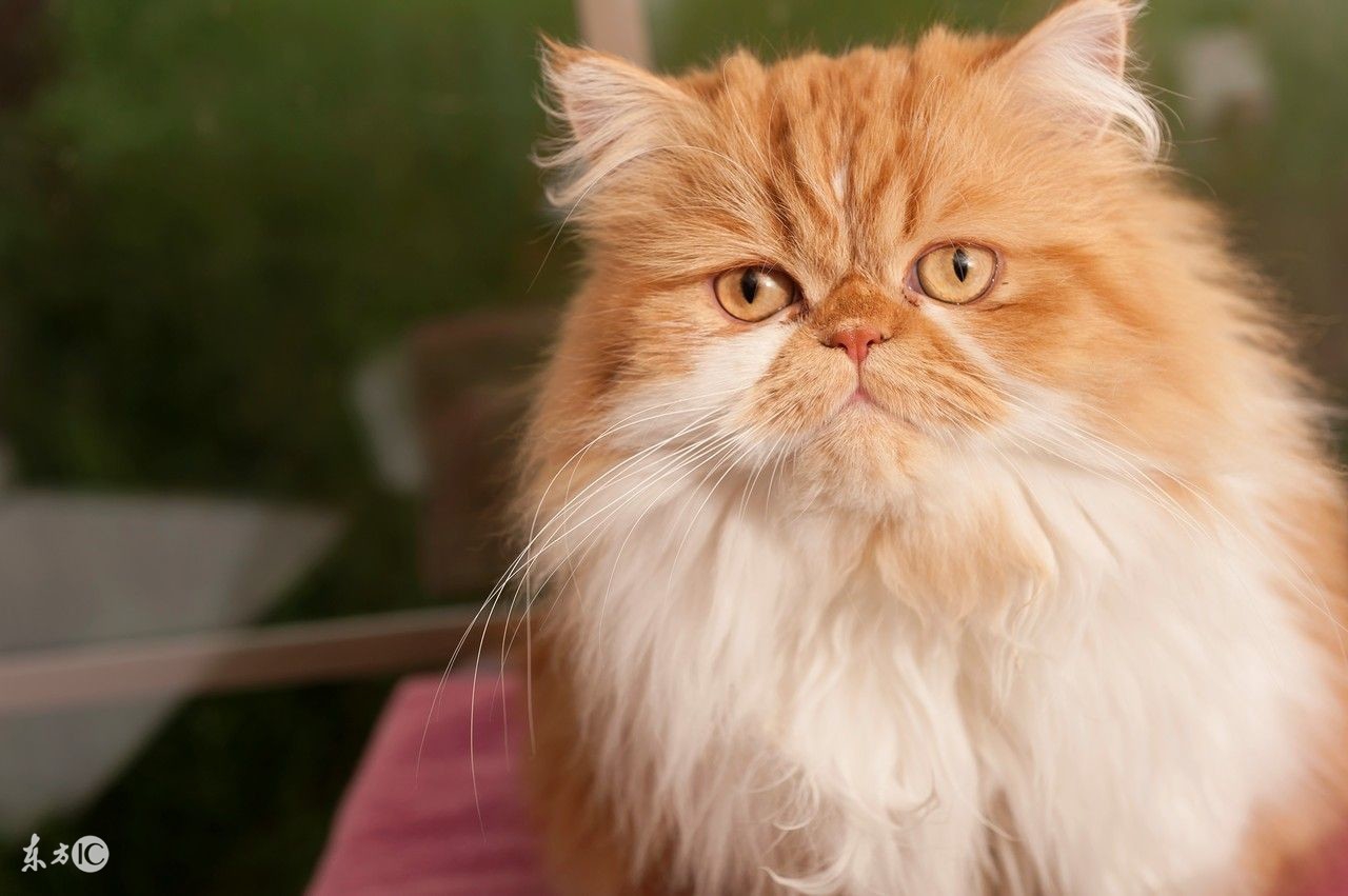 最不容易生病的猫咪品种,世界上最可爱的猫咪品种