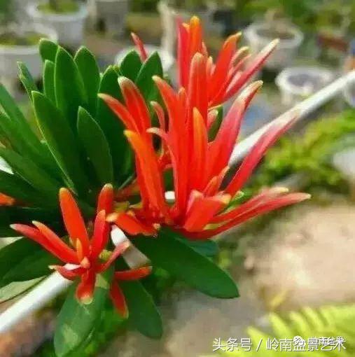 招财好运盆景,罗汉松开运招财