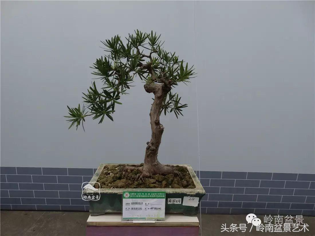 招财好运盆景,罗汉松开运招财