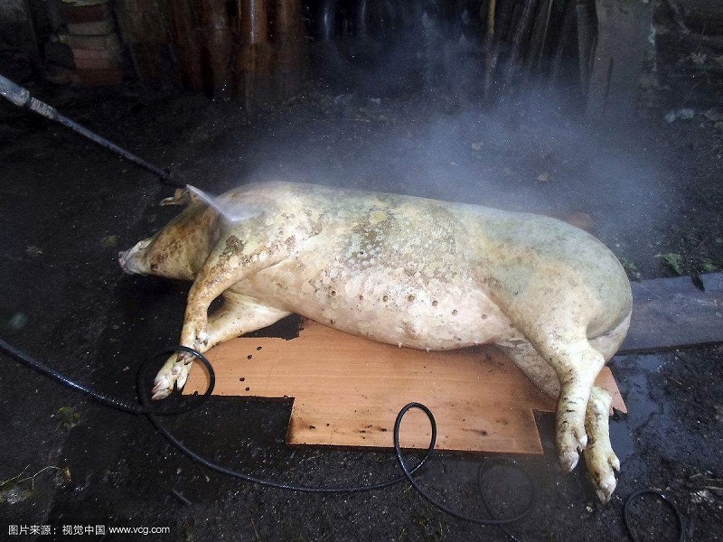 猪的屠宰与安全标准,猪屠宰过程检疫