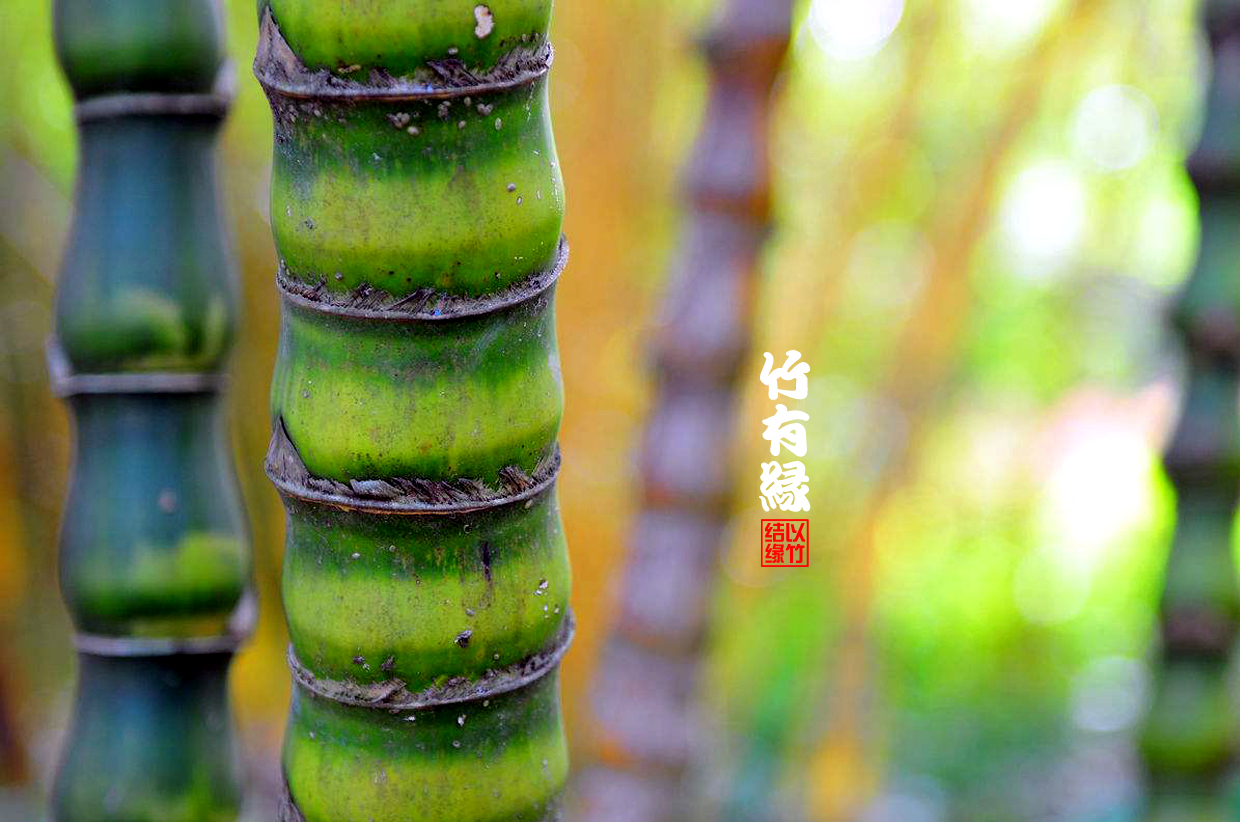 罗汉竹是怎么养的,罗汉竹怎么养好活