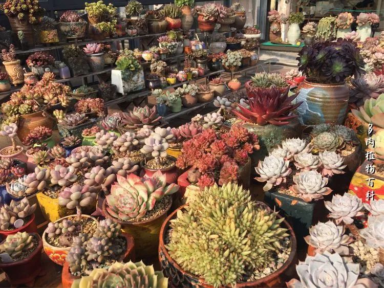 视觉盛宴美不胜收美图,视觉盛宴每个画面都美极了