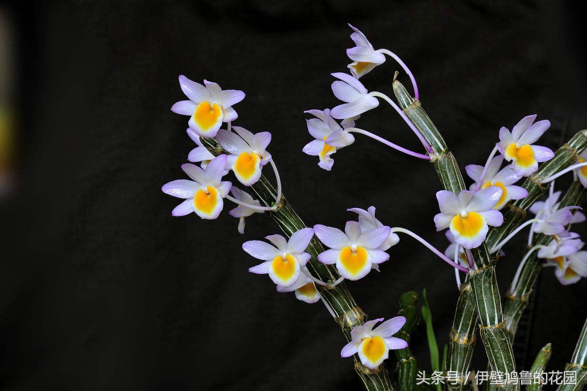 hello,植物：01.玫瑰石斛：爱恋打开花蕾，去沐浴春日的明媚