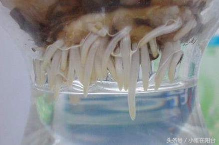 风信子开完花后怎么处理,风信子开完花后该怎么养