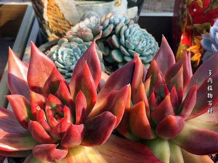 视觉盛宴美不胜收美图,视觉盛宴每个画面都美极了