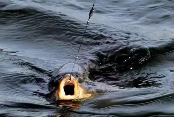 怎么看顿口必中鱼,为什么顿口能中鱼