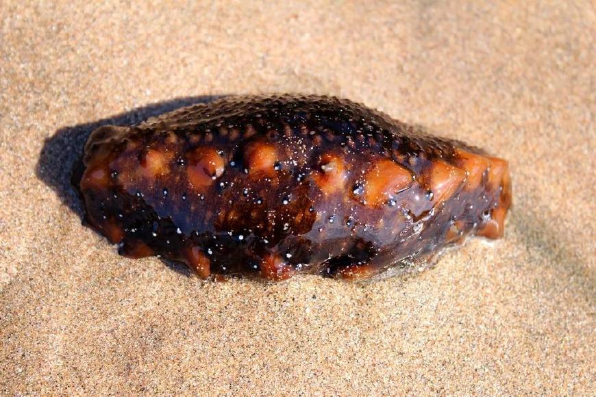 海参吃了最主要有什么效果,老年人吃海参有哪些作用