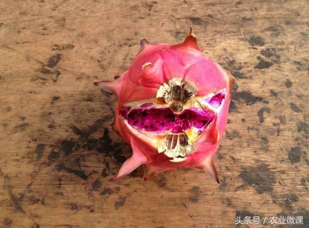 蚂蚁防治的有效方法,如何防治蚂蚁虫害的方法