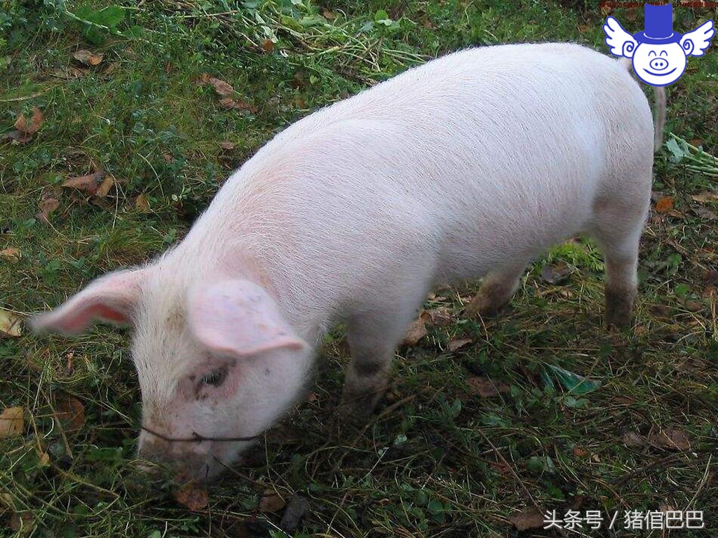 猪异食癖,猪异食的症状怎么能消灭