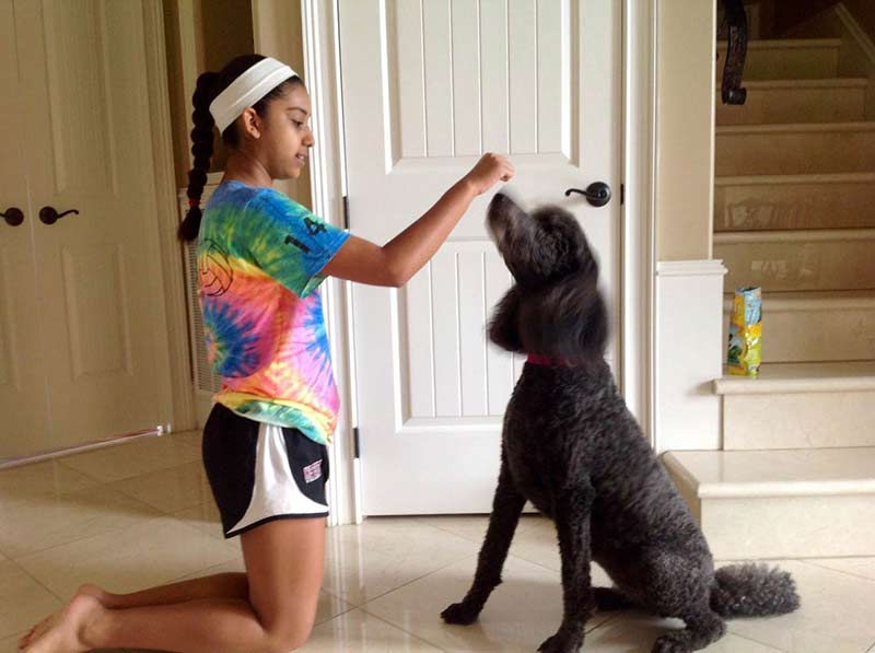 狗狗摇头点头怎么训练的,狗狗训练坐立的技巧是什么样的