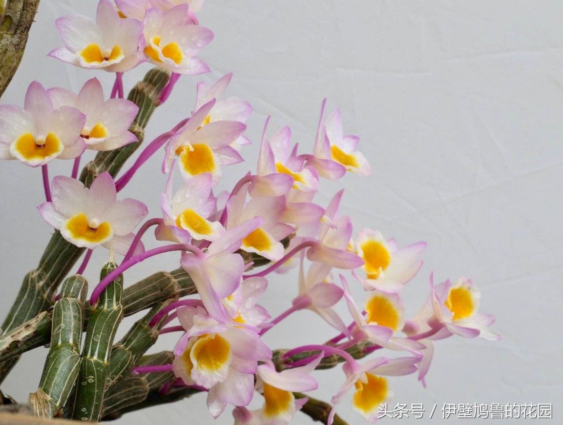 hello,植物：01.玫瑰石斛：爱恋打开花蕾，去沐浴春日的明媚