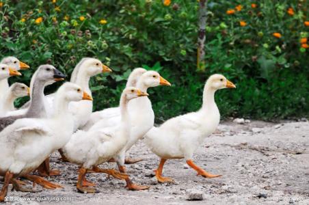 养殖投资小见效快项目,最省钱的养殖新模式