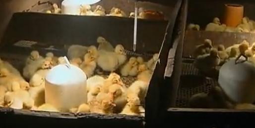 养殖投资小见效快项目,最省钱的养殖新模式