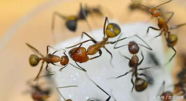 蚂蚁防治最好方法,蚂蚁防治小妙招
