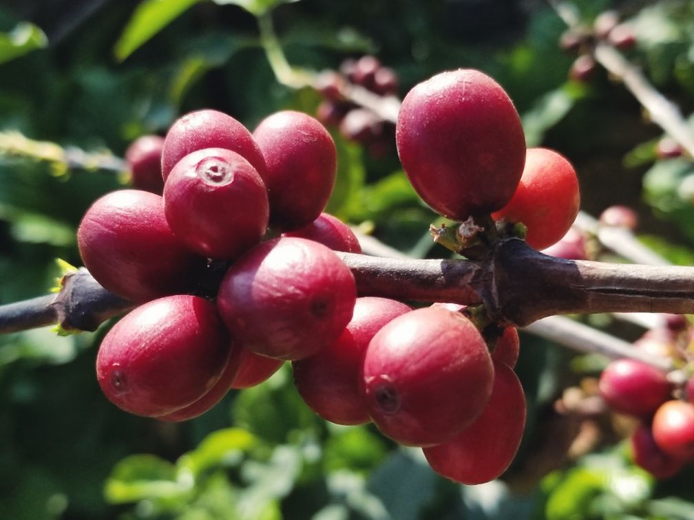 去云南适合买什么茶,云南最有名的咖啡在哪里