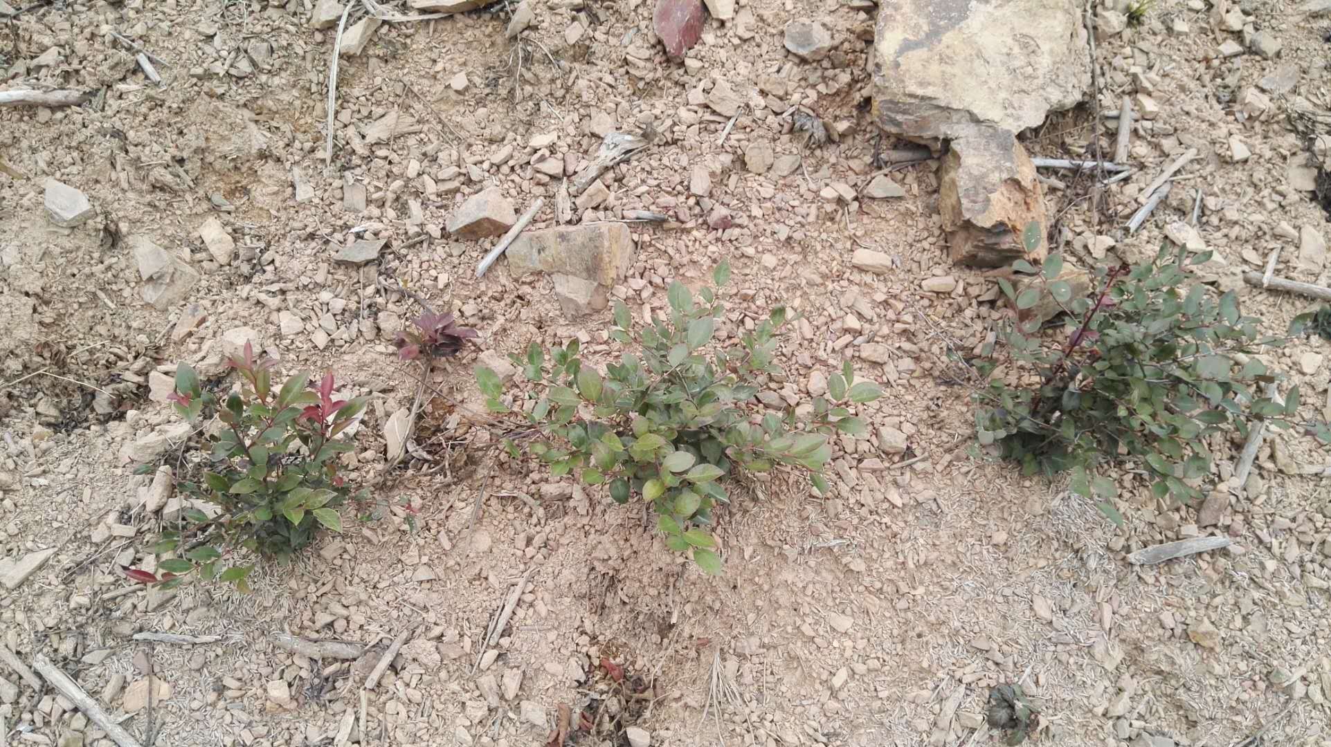 黑发最有效的中草药,黑发效果最好草药