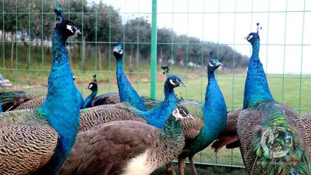 川南大草原有什么玩的,川南大草原什么时候好玩