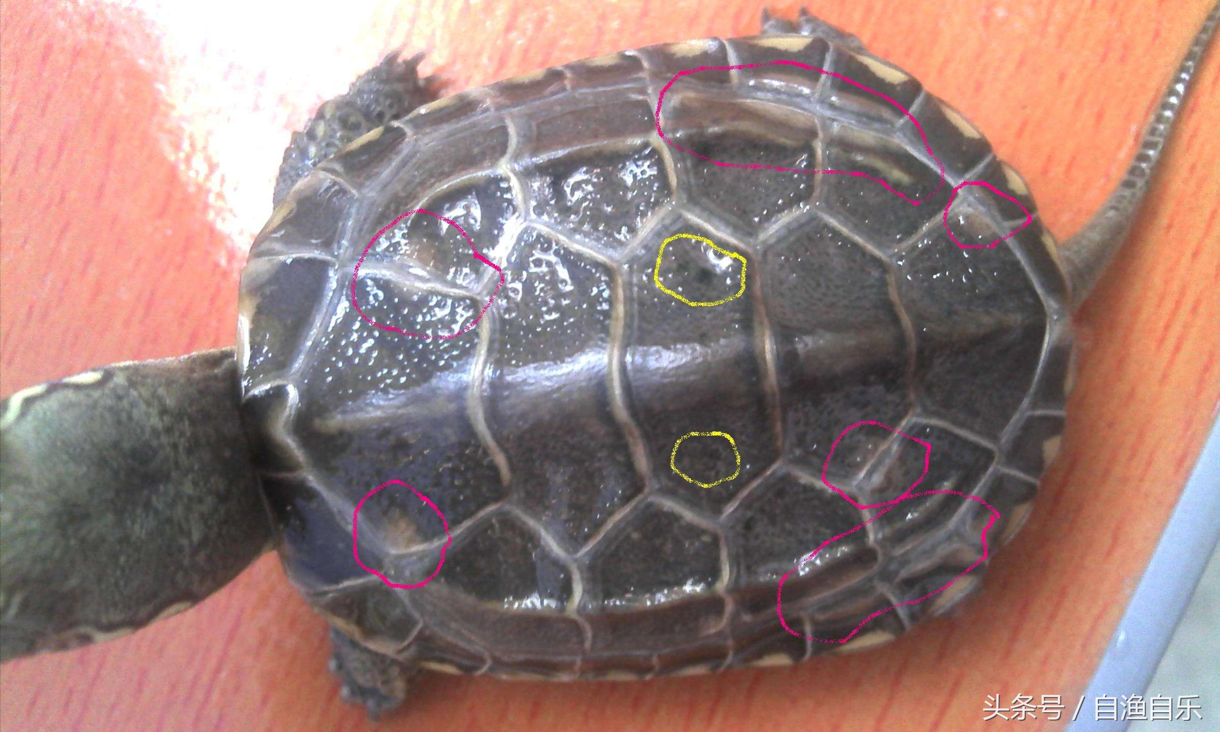 常见龟病的防治-腐甲烂甲