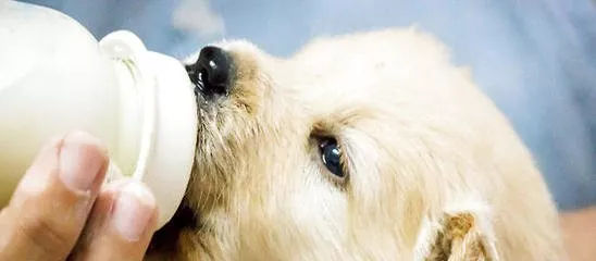 狗狗养护知识大全集,日常护理狗狗皮肤不瘙痒