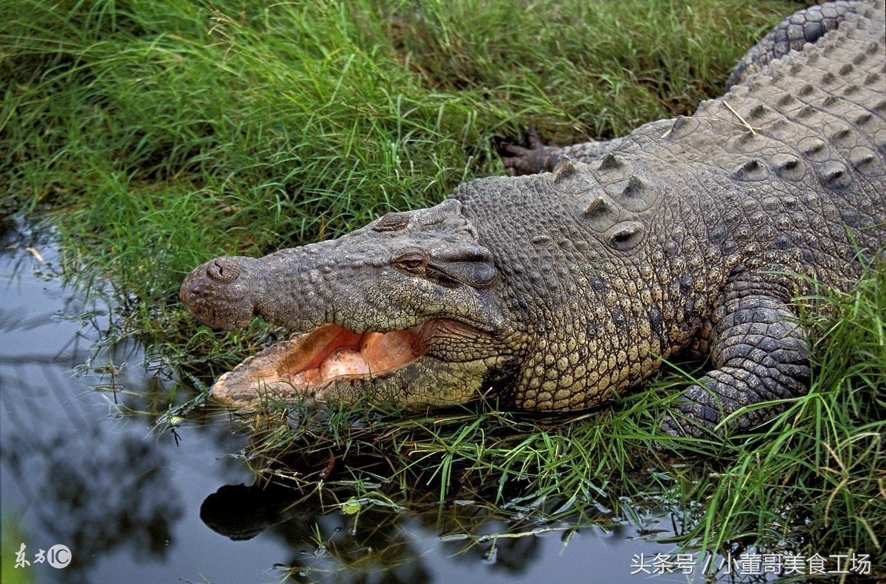 武汉一烧烤店推出烤鳄鱼,一天能卖3到5条,鳄鱼肉究竟是啥滋味?