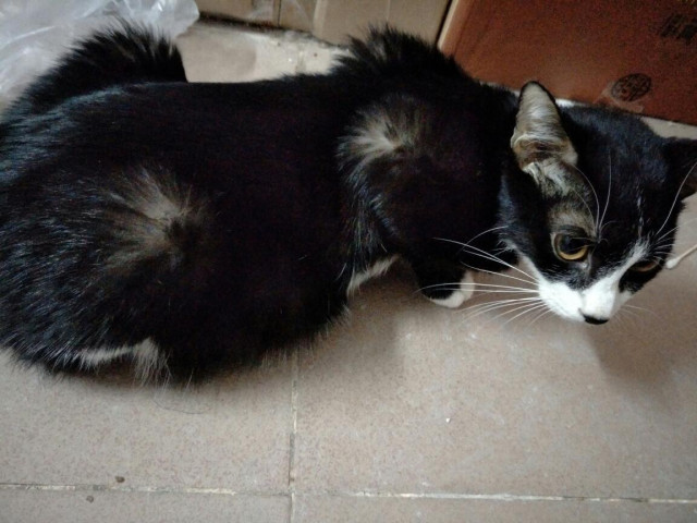 猫传腹腹水怎么吸收,猫腹水治好要多少钱