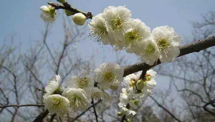 适合做盆景的梅花品种有哪些,梅花十大稀有品种哪种梅花最珍贵