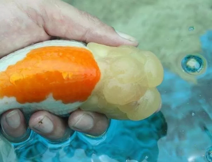 什么样的狮子头金鱼是精品,金鱼中的虎头和狮子头有什么区别