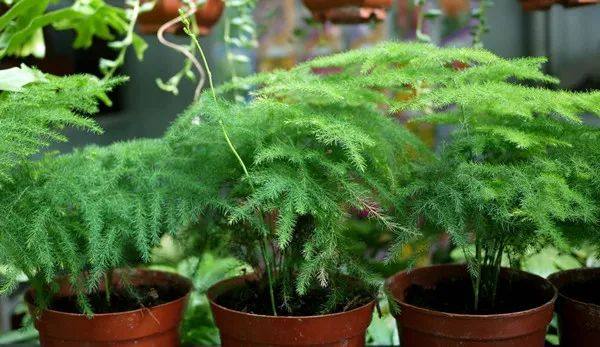 家里的植物叶子发黄怎么回事,叶子发黄的原因与处理方法