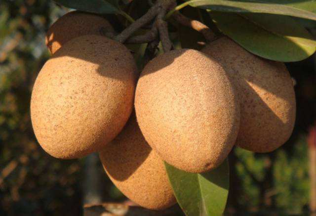 盘点世界上的奇特的水果,世界最奇葩罕见的20种水果