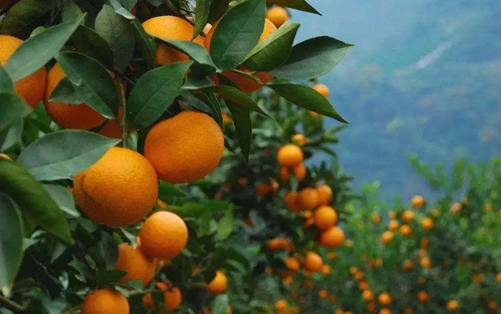 顺昌是中国芦柑之乡，顺昌的柑橘怎么样？看这里